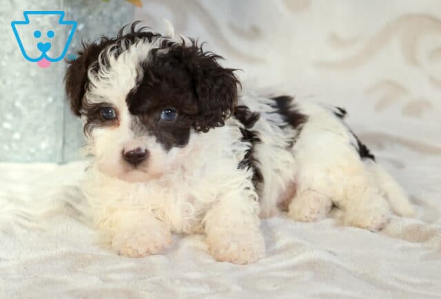 Black and white Cavapoo puppy with soft curly fur lying on a cozy blanket, gazing forward with bright eyes beside a decorative metal flower container image