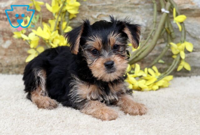 Cookie Yorkie2 image