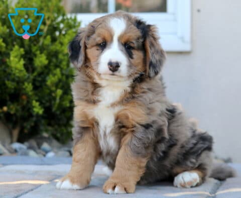 Cooper Mini Bernedoodle