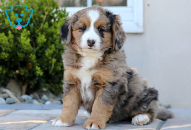 Beautiful Mini Bernedoodle puppy with a soft merle tri-color coat sitting on a stone patio, featuring a blend of gray, tan, and white fur with a bright white blaze down the face and chest, looking forward with a calm, slightly curious expression against a backdrop of greenery and a light-colored home exterior image