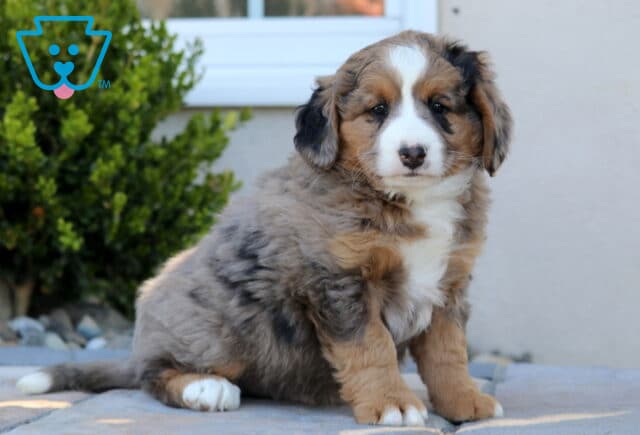 Charming Mini Bernedoodle puppy with a fluffy merle tri-color coat sitting on a stone patio, showcasing a soft blend of gray, tan, and white fur with a prominent white blaze and chest, gazing slightly to the side with a gentle, relaxed expression beside green shrubs and a light home exterior image