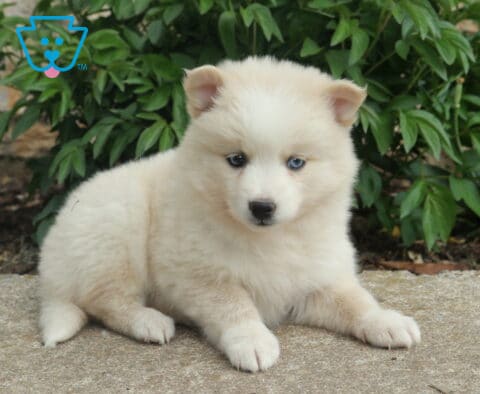 Cream Pomsky puppy with striking blue eyes lying on a stone surface, framed by lush green plants in the background