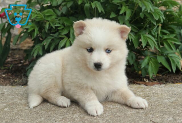 Cream Pomsky puppy with striking blue eyes lying on a stone surface, framed by lush green plants in the background image