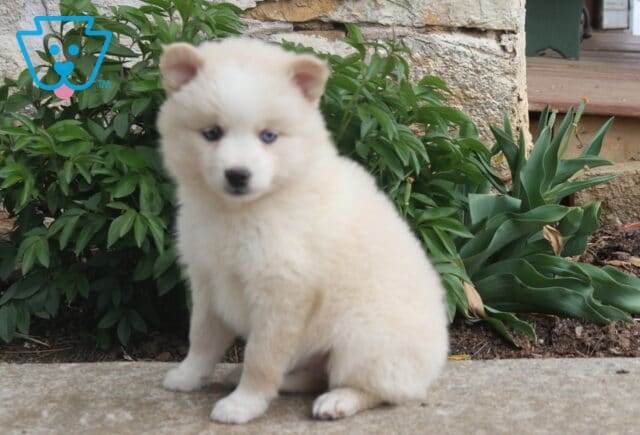 Cream Pomsky puppy with soft fluffy coat and light blue eyes sitting on a stone surface, with leafy green plants and a rustic wall in the background image