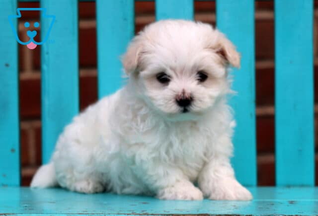 Crystal Maltese image