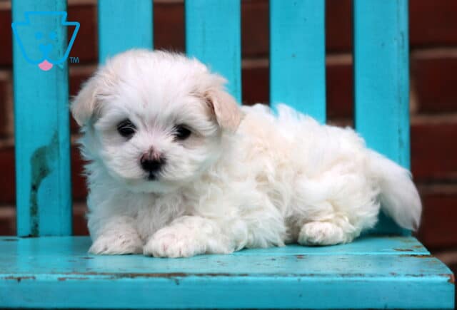 Crystal Maltese2 image