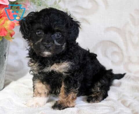 Black Cavapoo puppy with soft curly fur and tan accents sitting on a plush blanket, looking attentively ahead beside a decorative metal container filled with flowers