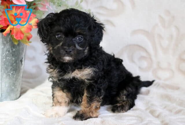 Cupcake Cavapoo2 image