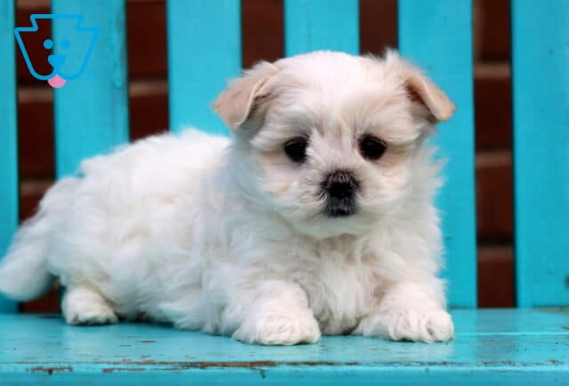 Curly Maltese2 image