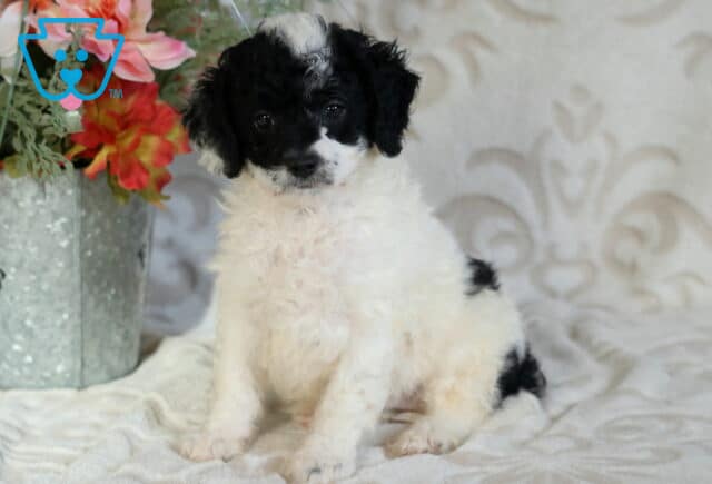 Black and white Cavapoo puppy with a fluffy curly coat sitting upright on a soft blanket, featuring a dark face with a white blaze and bright, curious eyes beside a floral arrangement image
