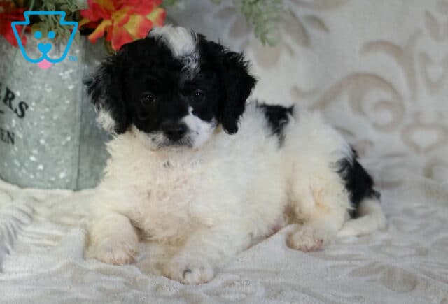 Black and white Cavapoo puppy with a soft curly coat lounging on a plush blanket, featuring a white blaze on the forehead and gentle, relaxed eyes beside a decorative flower arrangement image