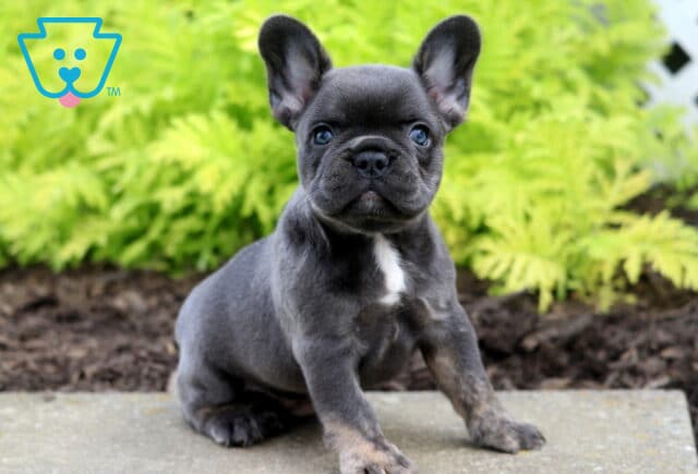Cutie Frenchie image