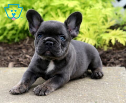 Blue French Bulldog puppy lying on a stone surface with front paws stretched forward, ears upright and eyes looking up curiously, with bright green foliage in the background