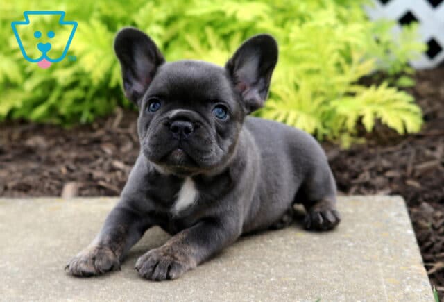 Cutie Frenchie2 image