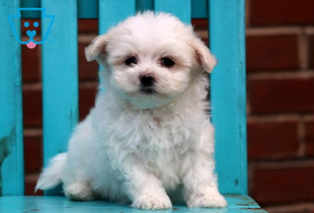 Cutie Maltese image