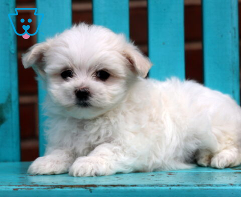 Cutie Maltese2