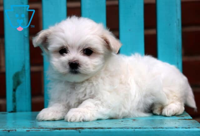Cutie Maltese2 image