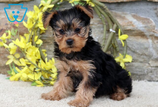 Cynthia Yorkie image