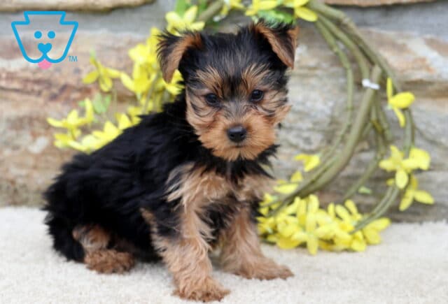 Cynthia Yorkie2 image