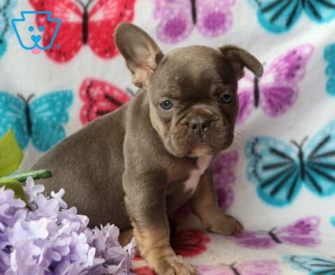 Blue & tan French Bulldog puppy sitting on a colorful butterfly blanket next to light purple flowers, with one ear perked and a calm, curious look