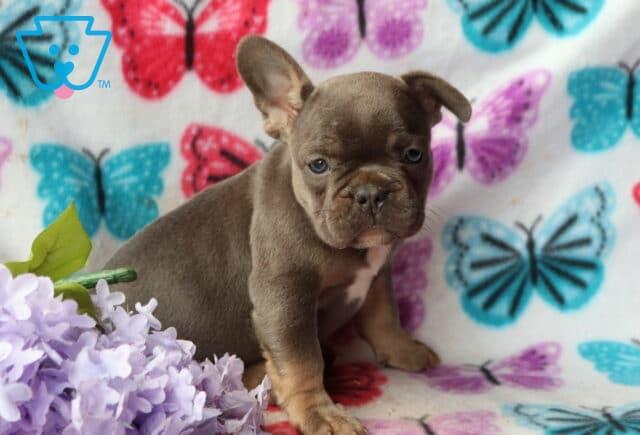 Blue & tan French Bulldog puppy sitting on a colorful butterfly blanket next to light purple flowers, with one ear perked and a calm, curious look image