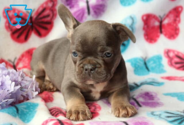 French Bulldog puppy lying on a bright butterfly-print blanket beside soft purple flowers, gazing forward with a relaxed expression image