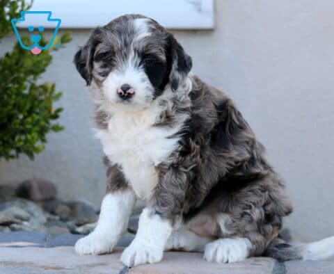 Daisy Mini Aussiedoodle