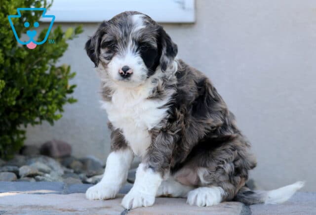 Daisy Mini Aussiedoodle image