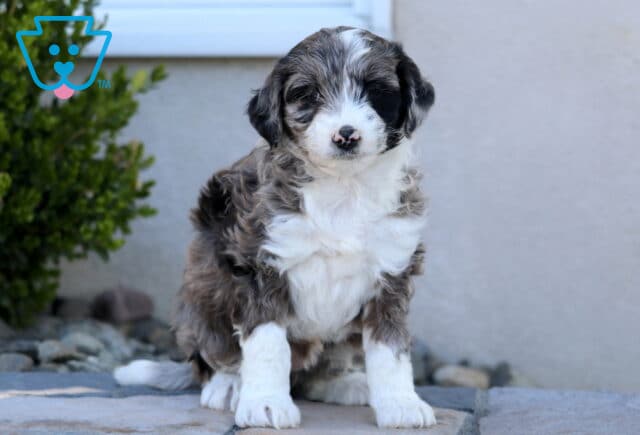 Daisy Mini Aussiedoodle2 image