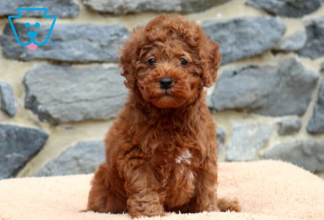 Daisy Mini Poodle image