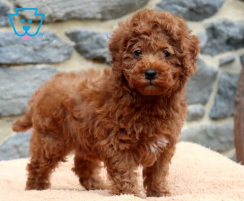 Daisy Mini Poodle2