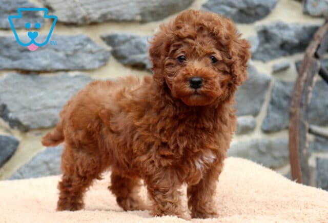 Daisy Mini Poodle2 image