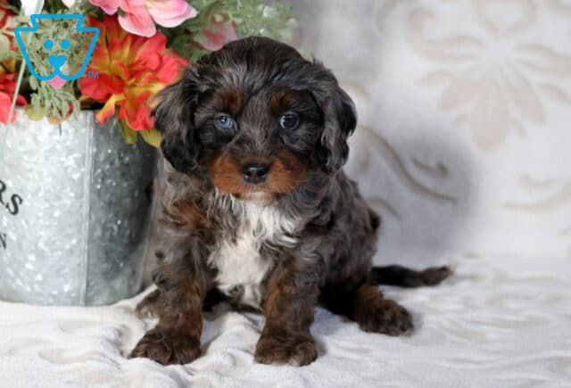 Tri-color Poodle mix puppy with curly black, brown, and white coat sitting on a soft blanket beside a decorative flower bucket indoors image