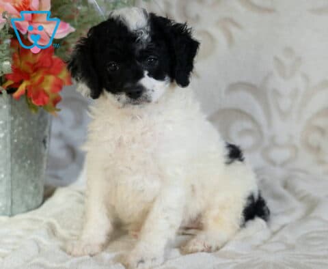 Daisy Poodle Mix