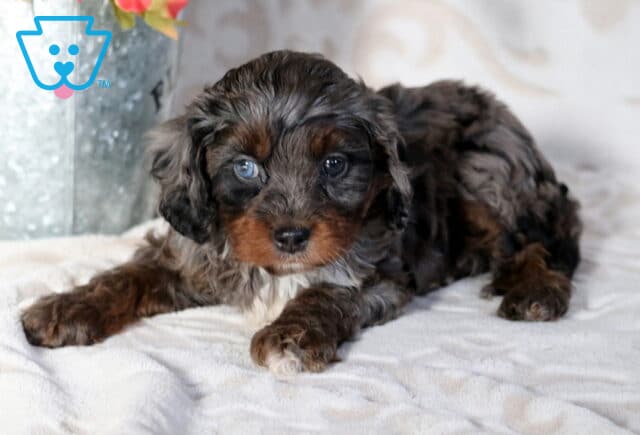 Merle Poodle mix puppy with curly black and brown coat lying on a plush blanket, posing beside a metal flower container indoors image