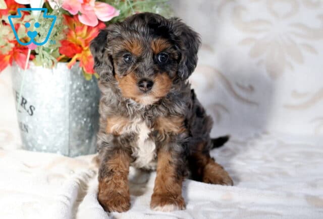 Curly merle Poodle mix puppy with black, gray, and tan markings sitting on a soft blanket beside a decorative flower bucket indoors image