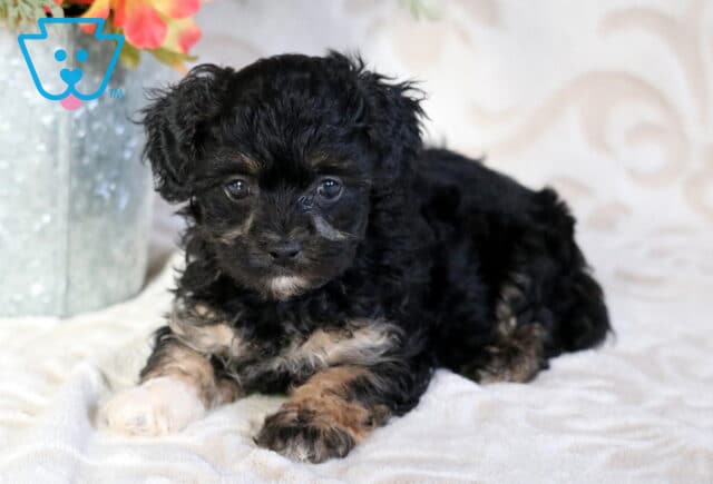 Dakota Poodle Mix image