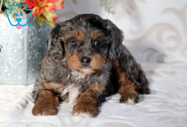 Adorable merle Poodle mix puppy with soft gray, black, and tan curls lying on a cozy blanket next to a metal flower container indoors image