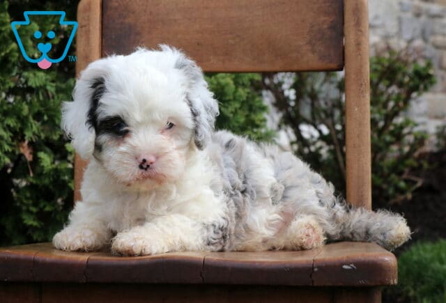 Danny Cavapoo2 image