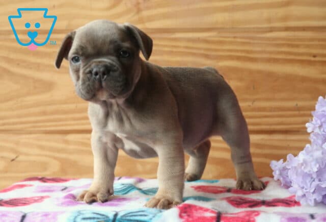 Fawn French Bulldog puppy standing on a butterfly-patterned blanket beside purple flowers, alert and sturdy with a curious forward gaze image