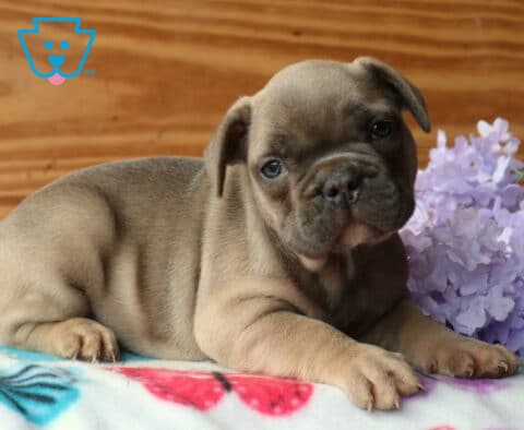 Fawn French Bulldog puppy lying on a butterfly-print blanket next to soft purple flowers, tilting its head with a gentle, inquisitive look