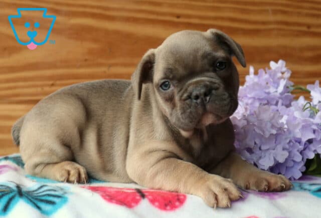 Fawn French Bulldog puppy lying on a butterfly-print blanket next to soft purple flowers, tilting its head with a gentle, inquisitive look image