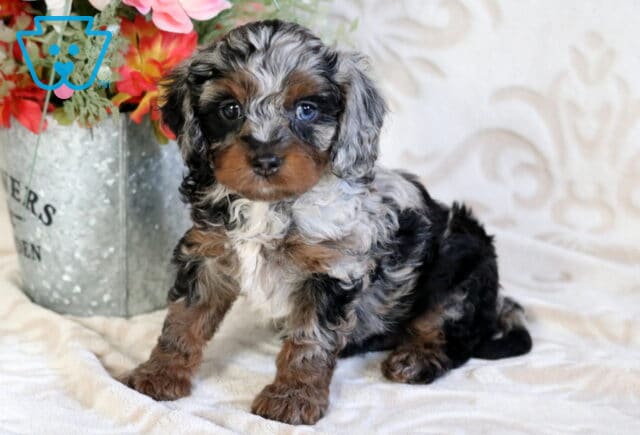 Blue merle Poodle mix puppy with curly black, gray, and tan coat sitting on a soft blanket beside a decorative flower bucket indoors image