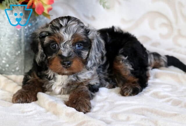 Blue merle Poodle mix puppy with curly gray, black, and tan coat lying on a soft blanket near a metal flower container indoors image