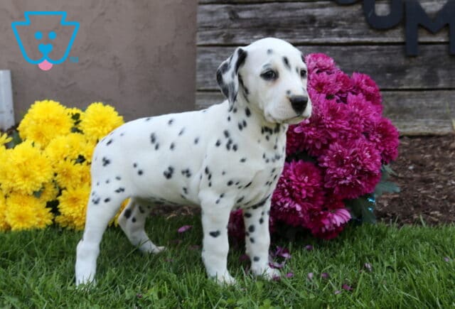 Dee Dee Dalmatian image