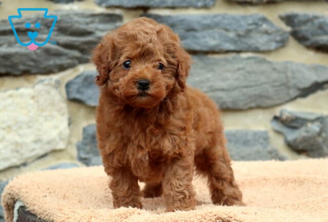 Dee Dee Mini Poodle image