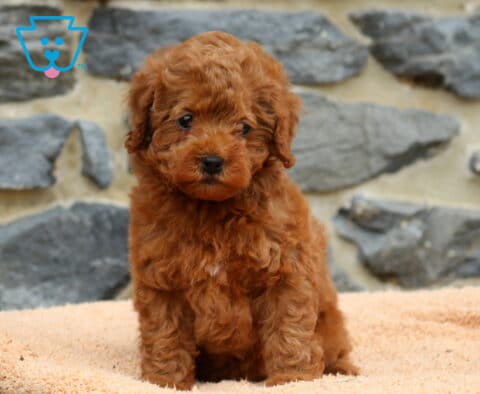 Dee Dee Mini Poodle2