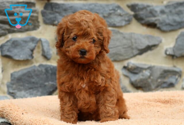 Dee Dee Mini Poodle2 image