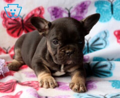 Blue and tan French Bulldog puppy lying on a colorful butterfly blanket beside soft purple flowers, looking forward with a calm expression