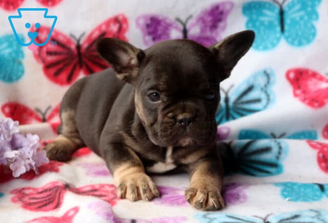 Blue and tan French Bulldog puppy lying on a colorful butterfly blanket beside soft purple flowers, looking forward with a calm expression image
